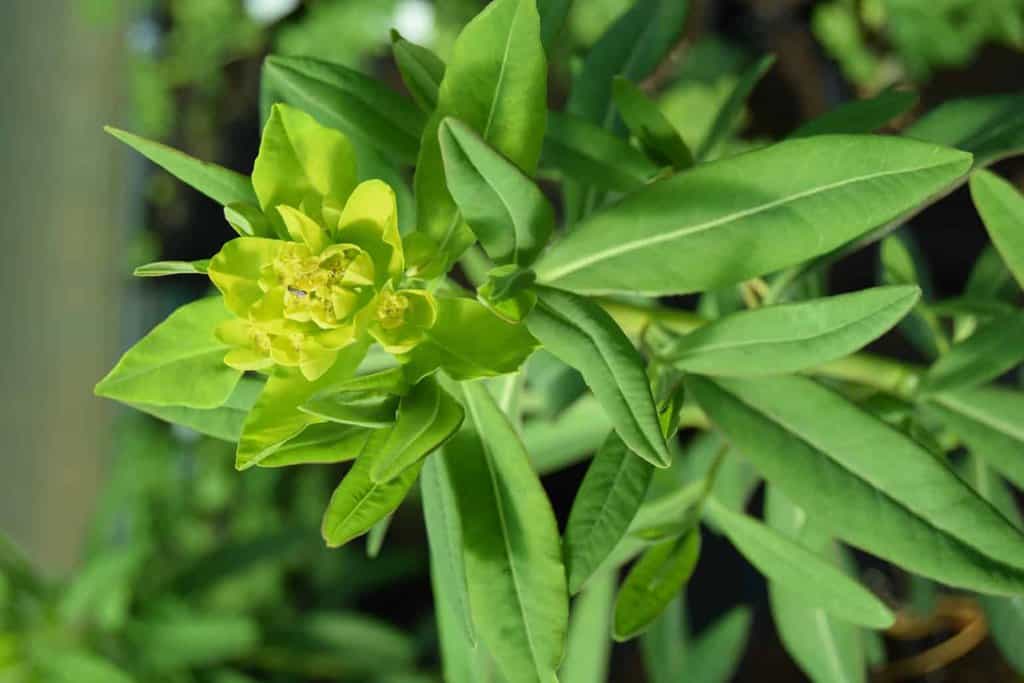 Euphorbia palustris ---
